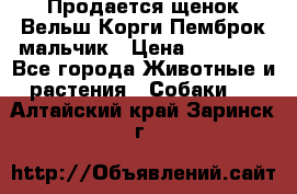 Продается щенок Вельш Корги Пемброк мальчик › Цена ­ 65 000 - Все города Животные и растения » Собаки   . Алтайский край,Заринск г.